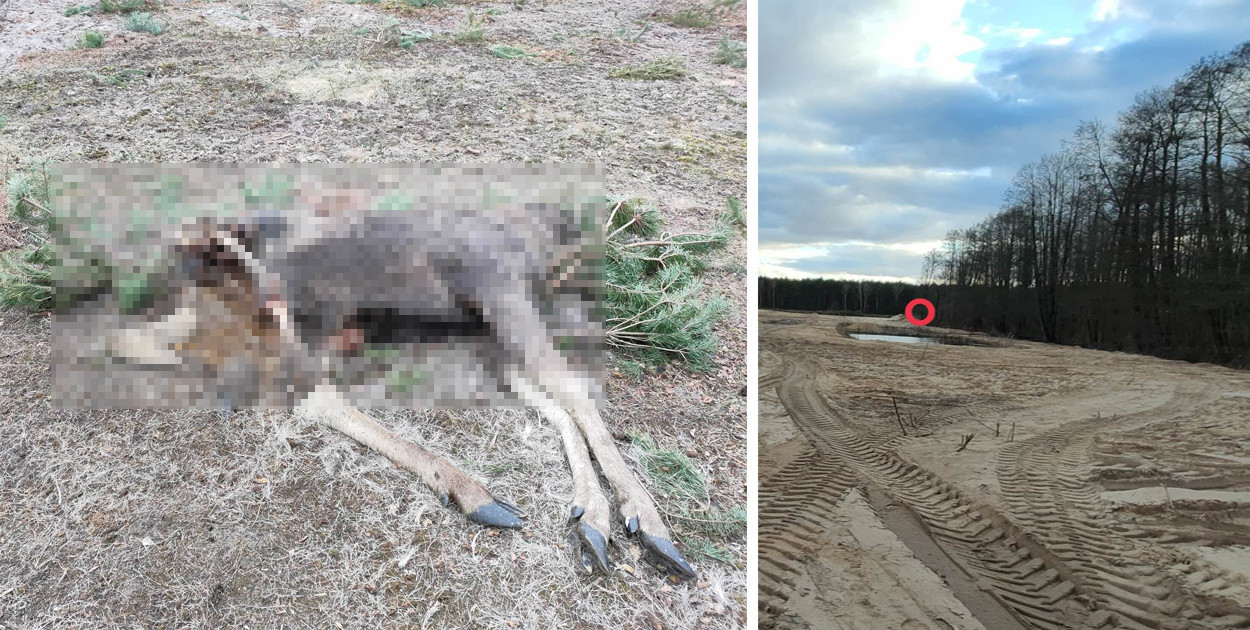 Nasz Czytelnik znalazł ciało łosia bez głowy kilkanaście dni temu. Fot. nadesłane